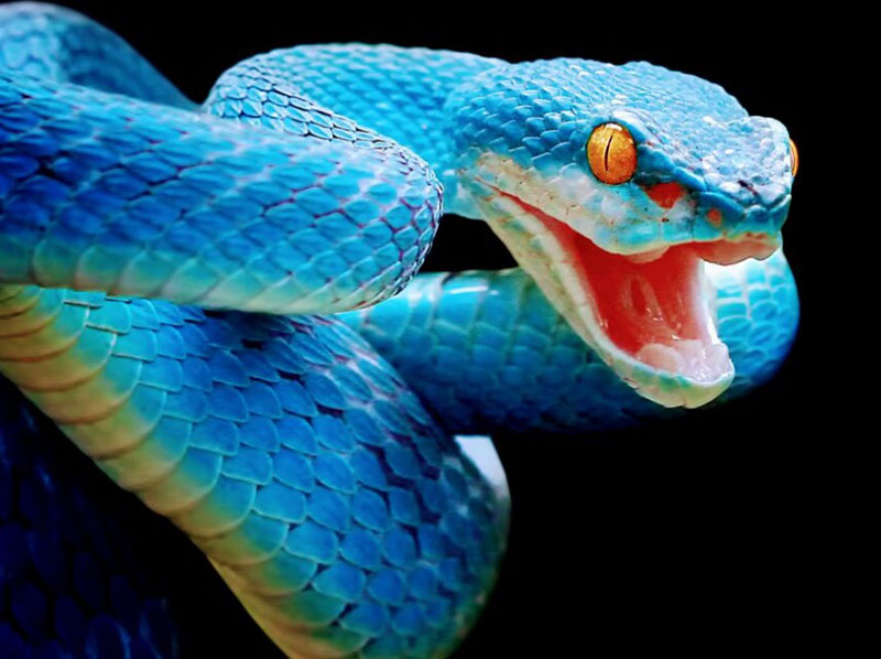 Blue Snake in Dream Biblical Meaning: Unveiling the Hidden Message