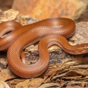 Brown Snake Dream Meaning: Uncovering the Hidden Messages