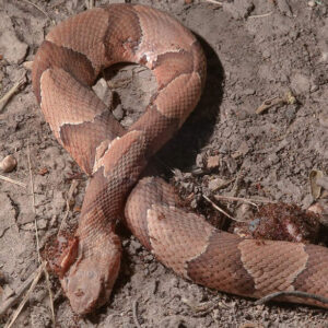 Dead Snakes in Dreams Meaning: Unveiling Their Hidden Messages