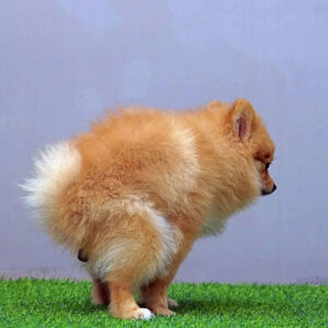 Dog Poop Dream: Unraveling the Symbolic Meaning and Significance