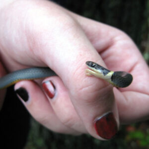 Dream meaning Snake Bite Left Hand: Decoding the Hidden Messages