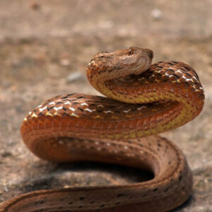 Dream of a Snake Chasing You: Seeking Clarity and Guidance