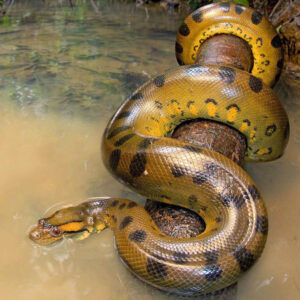 Is Dreaming About Anacondas a Good or Bad Omen?