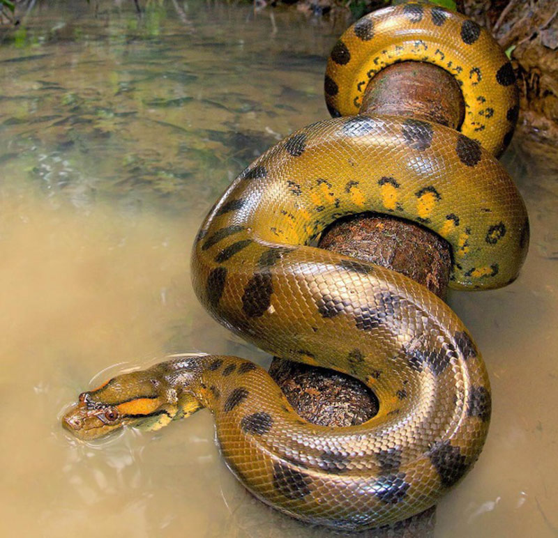Is Dreaming About Anacondas a Good or Bad Omen?