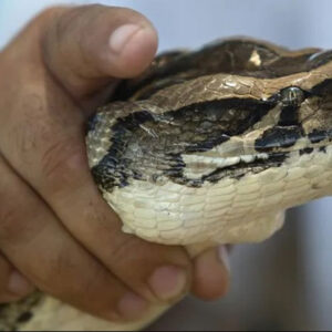 Is Dreaming About Catching a Snake Good or Bad? Decoding the Message