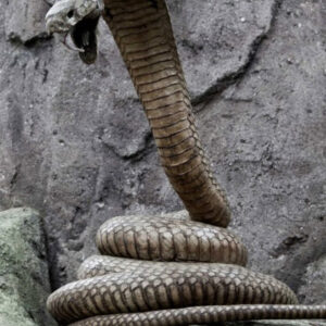 Is Dreaming About Huge Snakes Good or Bad?