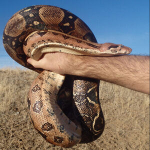 Is Dreaming About Large Snakes Good or Bad?