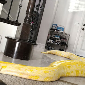 Dreaming about Snake in the House: Unveiling the Hidden Symbolism