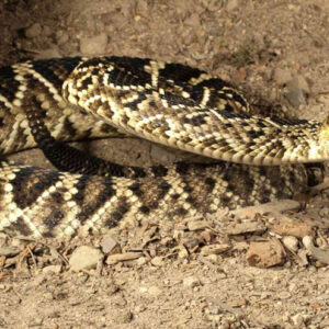 Dreaming About Snakes Biting a Loved One: Good or Bad?