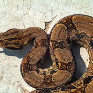 Dreaming of Big Snakes in the House: Uncovering Hidden Meanings