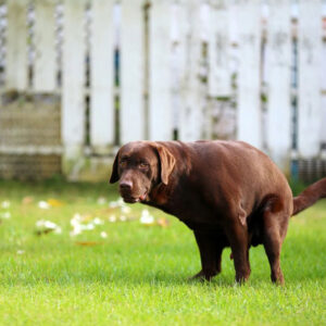 Dreaming of Dog Poop Means Money: A Sign of Financial Prosperity?