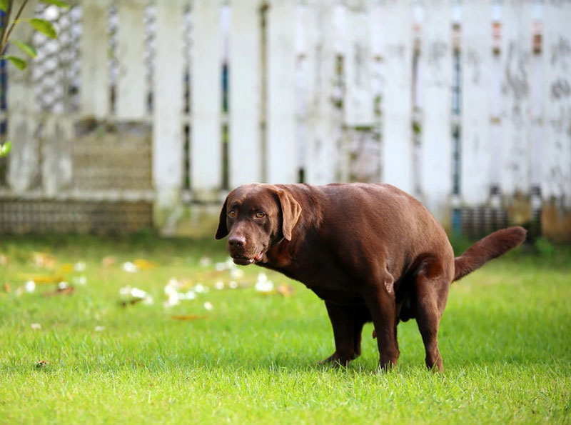 Dreaming of Dog Poop Means Money: A Sign of Financial Prosperity?