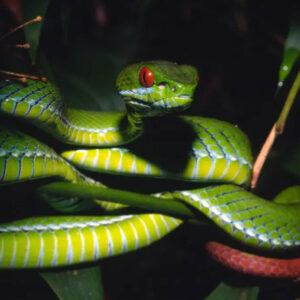 Dreaming of Poisonous Snakes: Good or Bad?