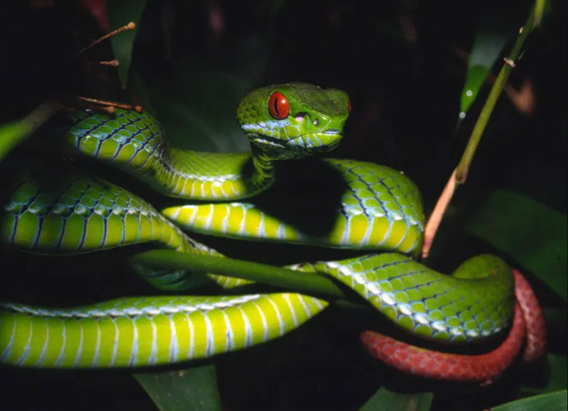 Dreaming of Poisonous Snakes: Good or Bad?