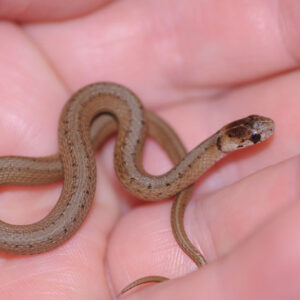 Dreaming of Small Snakes: Good or Bad?