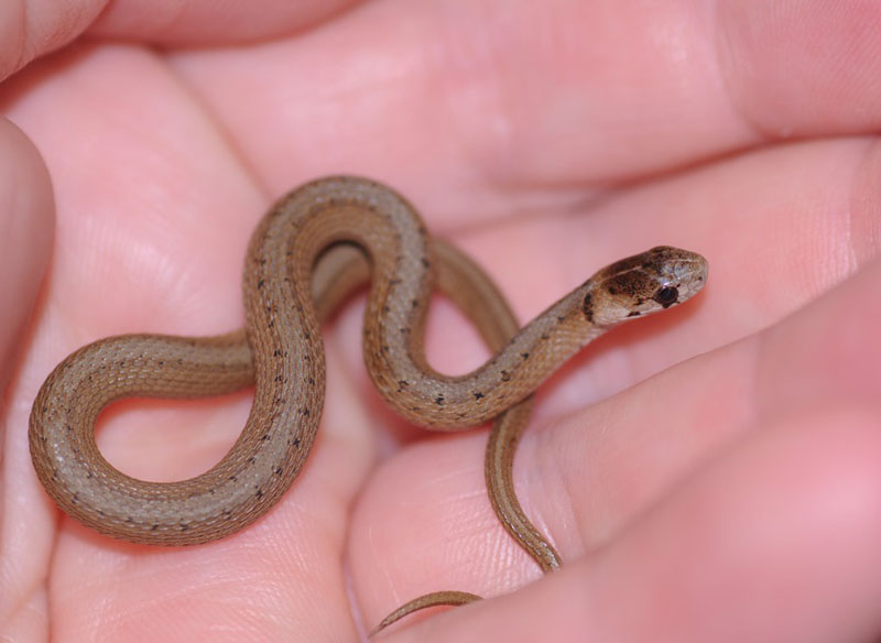Dreaming of Small Snakes: Good or Bad?