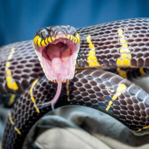 Dreaming of Snakes Attacking: What Does it Signify?