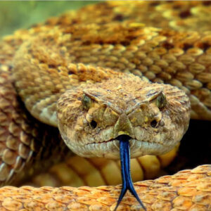 Dream about Rattlesnakes in the House: Decoding Their Significance