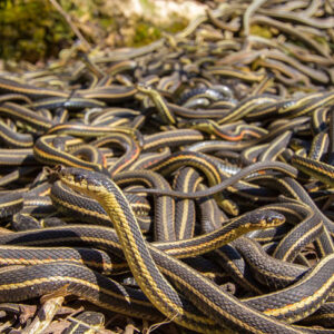 Dreams About Snakes Everywhere: Decoding the Hidden Messages