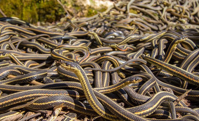 Dreams About Snakes Everywhere: Decoding the Hidden Messages