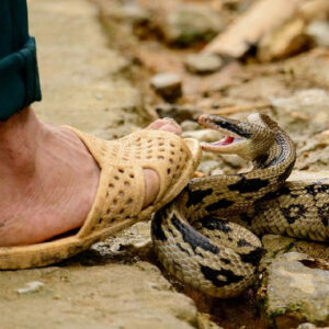 Dreams of a Snake Bite on the Leg: Decoding the Hidden Messages