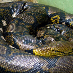 Giant Snake Dream Meaning: Unraveling the Enigma
