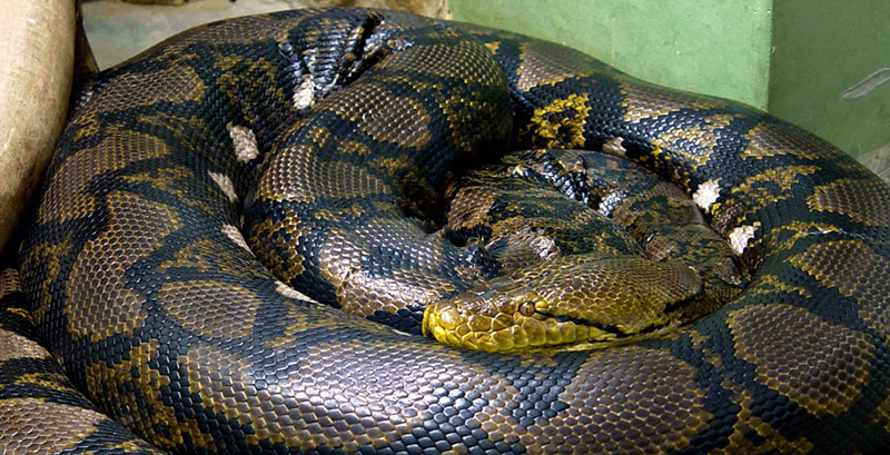 Giant Snake Dream Meaning: Unraveling the Enigma