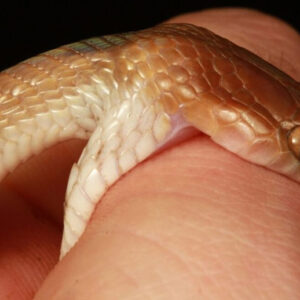 Interpreting a Dream of a Snake Bite on Hand: Good or Bad?