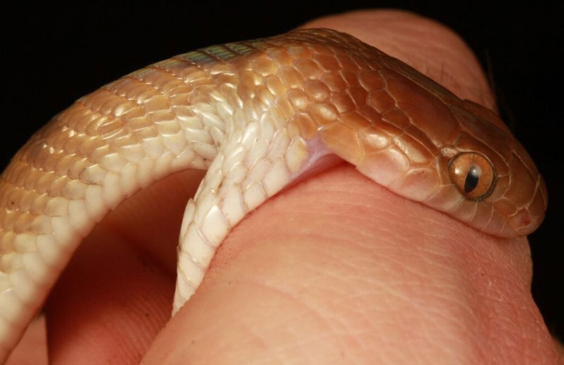 Interpreting a Dream of a Snake Bite on Hand: Good or Bad?