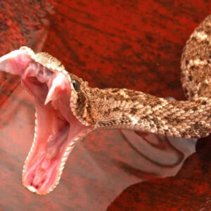 Is Dreaming About a Rattlesnake Bite: Good or Bad?