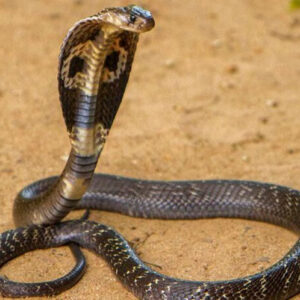 King Cobra Dream: Unveiling the Hidden Meanings