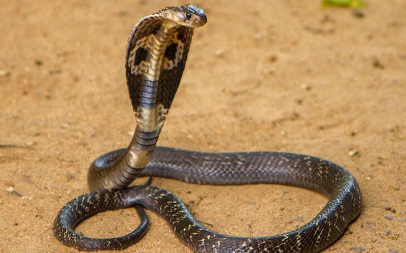King Cobra Dream: Unveiling the Hidden Meanings