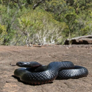Meaning Dreams of Snakes Crossing Your Path: Good or Bad?