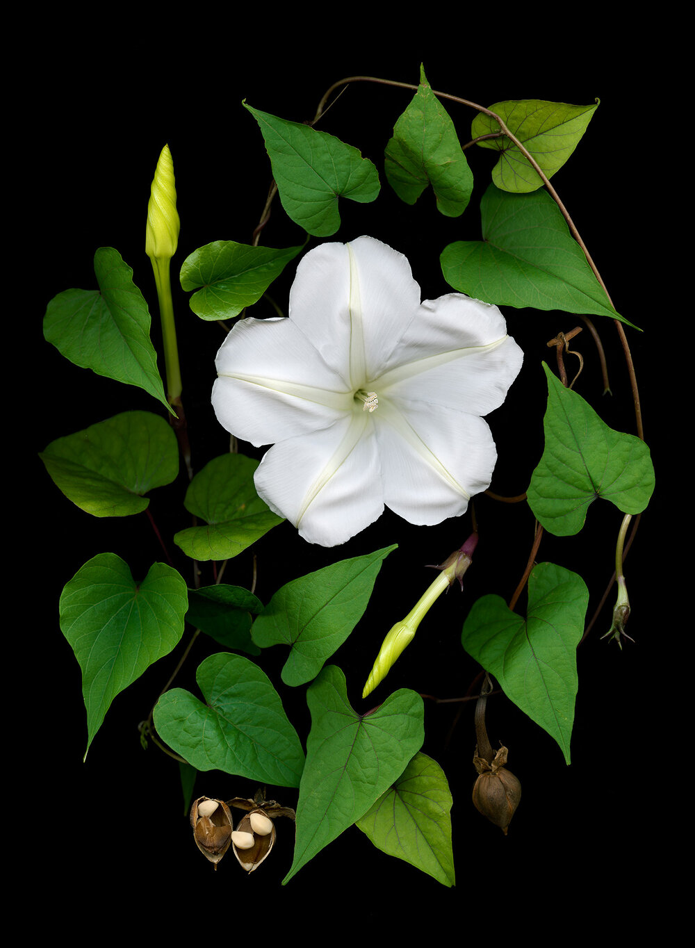 Moonflower Meaning: Unveiling the Mysteries of this Enchanting Flower