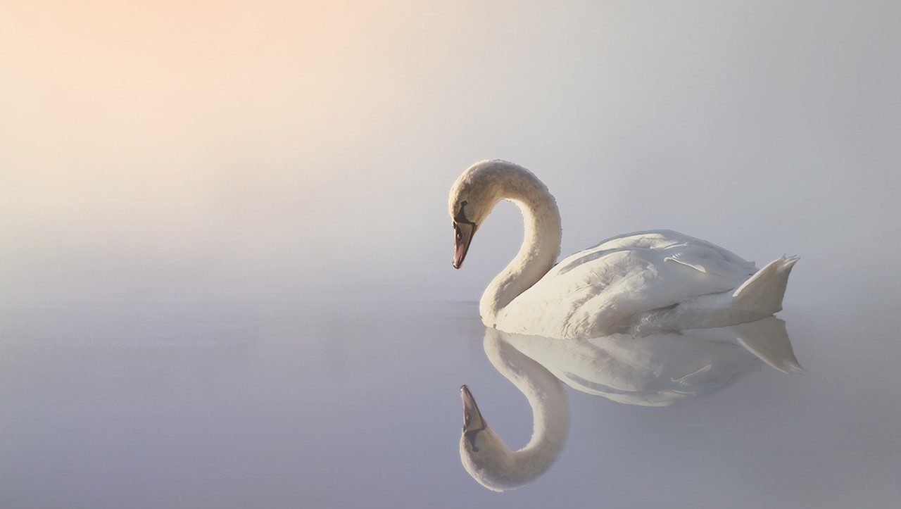 30+ Names That Mean Swan: A Baby Name Connected to The Beauty and Elegance