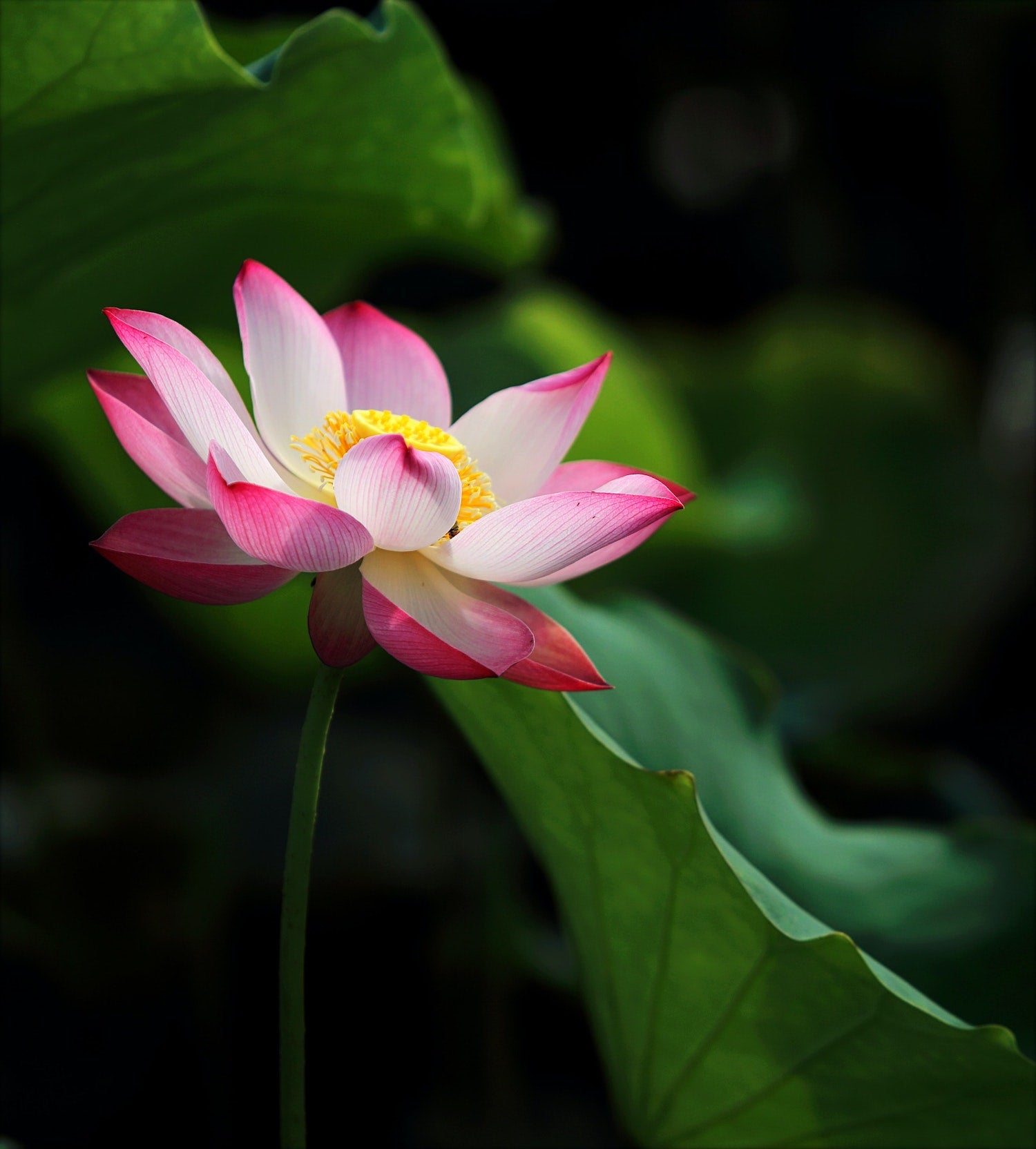 Pink Lotus Meaning: Enlightenment, Beauty and Unconditional Love