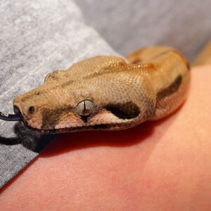 Snake Bite on Right Hand in Dream: Decoding the Message