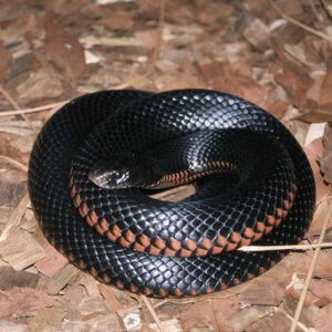 Unraveling the Spiritual Meaning of a Black Snake