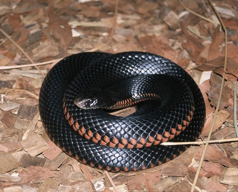 Unraveling the Spiritual Meaning of a Black Snake