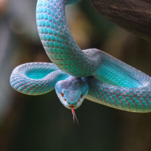 Decoding the Spiritual Meaning of a Snake: What is the Significance?