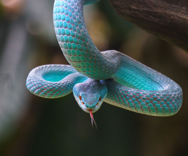 Decoding the Spiritual Meaning of a Snake: What is the Significance?