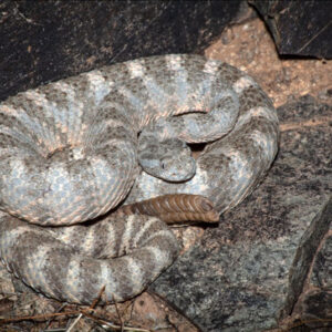 Uncovering the Spiritual Meaning of Rattlesnakes in Dreams