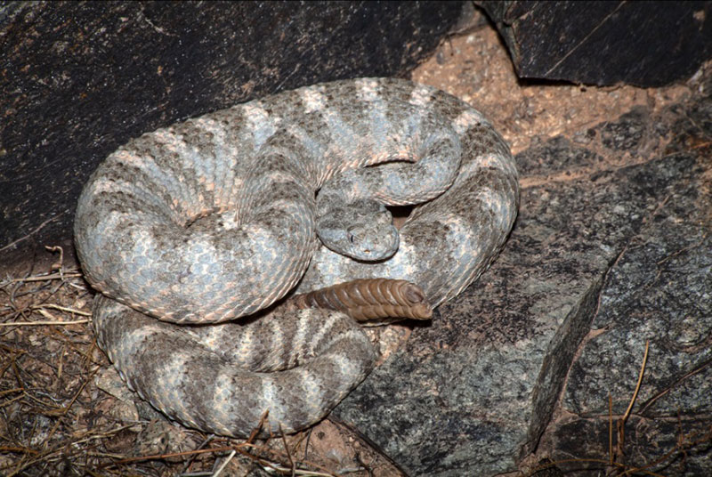 Uncovering the Spiritual Meaning of Rattlesnakes in Dreams