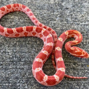 Decoding the Spiritual Meaning of Red Snakes