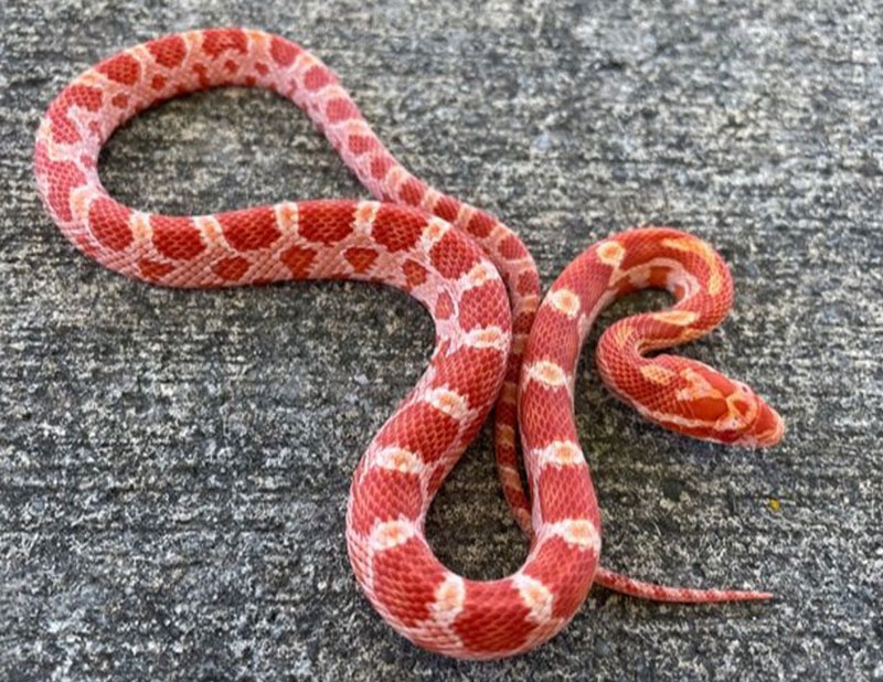 Decoding the Spiritual Meaning of Red Snakes