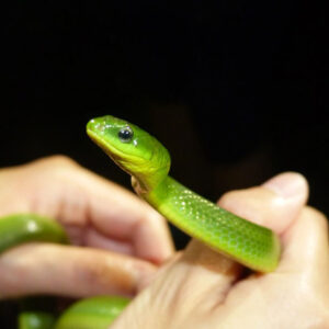 Spiritual Meanings of Snakes in the House: Omens Associated with Snakes