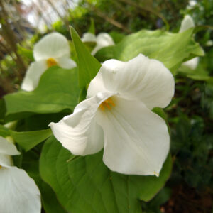 Trillium Flower Meaning: Balance, Purity and New Beginnings