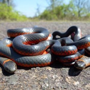 Three Snakes in a Dream: Unveiling Symbolic Meanings and Interpretation