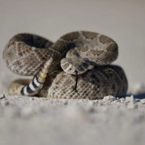 What Does It Mean to Dream About a Rattlesnake? Good or Bad?