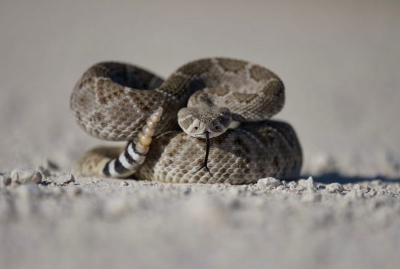 What Does It Mean to Dream About a Rattlesnake? Good or Bad?